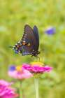 Pipevine Swallowtail male on zinnia in flower garden-Marion County-Illinois Art Print